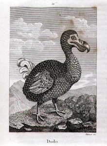 Dodo, Oliver Goldsmithin Lontoossa julkaisemasta teoksesta "A History of the Earth and Animated Nature".