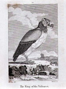 The King of The Vultures, Oliver Goldsmithin teoksesta History of the Earth and Animated Nature, julkaistu Lontoossa.