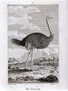Strutsi, Oliver Goldsmithin teoksesta A History of the Earth and Animated Nature, julkaistu Lontoossa