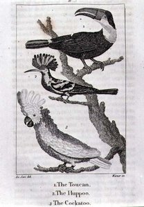 The Toucan, The Huppoo ja The Cockatoo, "Maan historiasta ja animoidusta luonnosta", kirjoittaja Oliver Goldsmith, julkaistu Lontoossa