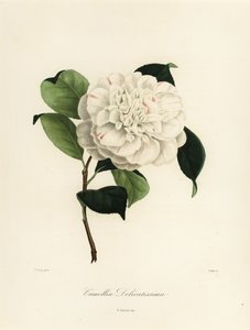 Camellia japonica -lajike, Camellia delicatissima