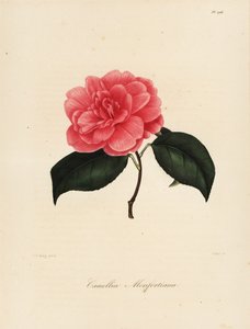 Camellia japonica -lajike, Camellia monfortiana