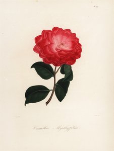 Camellia japonica -lajike, Camellia myrthyfolia