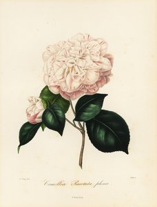 Camellia japonica -lajike, Camellia punctata plena