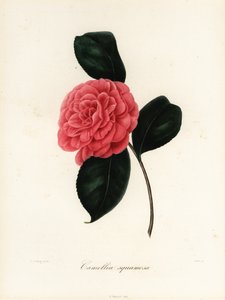 Camellia japonica -lajike, Camellia squamosa tai Camellia squammosa