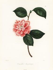Sweetin maalattu kukkakamelia, Camellia japonica -lajike, Camellia sweetiana