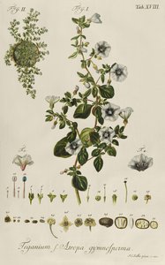 Convolvulus: Teganius f. Atropa gymnosperma "Rare Plantsista" tekijältä Jakob Christoph Keller