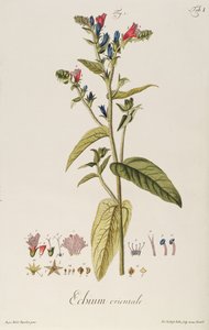 Echium: Orientale teoksesta "Plant Icons", n.1763 (kaiverrus) tekijältä Jakob Christoph Keller