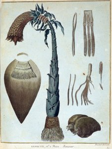 Banaani - "" Matka Nubiaan ja Abessiniaan sitoutui löytämään Niilin lähteitä vuosina 1768-1772", James Bruce, osa. 1, Pariisi tekijältä James Bruce