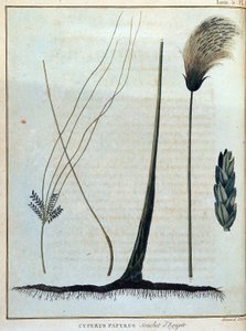 Cyperus papyrus, Egyptin kanta - "" Matka Nubiaan ja Abessiniaan ryhtyi löytämään Niilin lähteitä vuosina 1768-1772", James Bruce, voi. 1, Pariisi tekijältä James Bruce