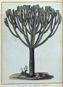 Kol-quall (Kol quall), euphorbia (kaktus) - "" Matka Nubiaan ja Abessiniaan sitoutui löytämään Niilin lähteitä vuosina 1768-1772", James Bruce, voi. 1, Pariisi tekijältä James Bruce