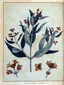 Rack, avicenne - "" Matka Nubiassa ja Abessiniassa sitoutui löytämään Niilin lähteitä vuosina 1768-1772", James Bruce, voi. 1, Pariisi tekijältä James Bruce