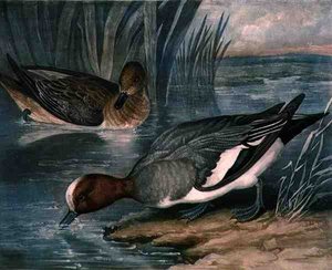 Widgeonit, levy 6 teoksessa British Feather Game, kaivertaja Charles Turner (1773-1857), julkaisija R. Ackermann, n. 1810 (kaiverrus). tekijältä James (after) Barenger