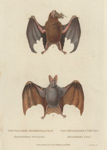 Tailless Glossophag Bat ja Megaderme Lyre Bat (värillinen kaiverrus) tekijältä James (after) Basire