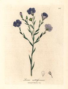 Sinikukkainen pellava, Linum usitatissimum, James Sowerbyn kasvitieteellisestä kuvituksesta William Woodvillestä ja Sir William Jackson Hookerin "Medical Botany" 1832 (käsinvärinen kuparikaiverrus) tekijältä James (after) Sowerby