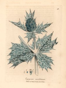 Sinikukkainen meriholly tai eryngo, Eryngium maritinum, William Woodvillen James Sowerbyn kasvitieteellisestä kuvituksesta ja Sir William Jackson Hookerin "Medical Botany" 1832 (käsinvärinen kuparikaiverrus) tekijältä James (after) Sowerby
