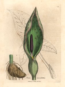 Harvinainen arum, Arum maculatum, James Sowerbyn kasvitieteellisestä kuvituksesta William Woodvillesta ja Sir William Jackson Hookerin teoksesta "Medical Botany" 1832 (käsinvärinen kuparikaiverrus) tekijältä James (after) Sowerby