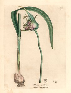 Tavallinen viljelty valkosipuli, Allium sativum, William Woodvillen James Sowerbyn kasvitieteellisestä kuvituksesta ja Sir William Jackson Hookerin "Medical Botany" 1832 (käsinvärinen kuparikaiverrus) tekijältä James (after) Sowerby