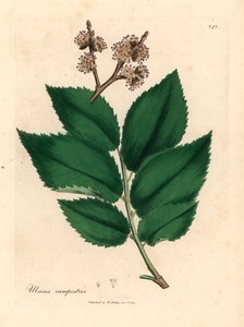 Jalava, Ulmus campestris, James Sowerbyn William Woodvillen kasvitieteellisestä kuvituksesta ja Sir William Jackson Hookerin "Medical Botany" 1832 (käsinvärinen kuparikaiverrus) tekijältä James (after) Sowerby