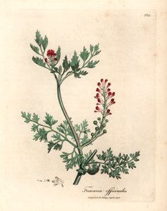 Crimson kukkainen fumitoria, Fumaria officinalis, James Sowerbyn kasvitieteellisestä kuvituksesta William Woodvillestä ja Sir William Jackson Hookerin "Medical Botany" 1832 (käsinvärinen kuparikaiverrus) tekijältä James (after) Sowerby
