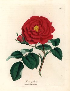 Crimson officinal ruusu, Rosa gallica, James Sowerbyn kasvitieteellisestä kuvituksesta William Woodvillesta ja Sir William Jackson Hookerin "Medical Botany" 1832 (käsinvärinen kuparikaiverrus) tekijältä James (after) Sowerby