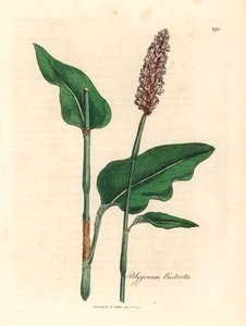 Suurempi bistorta, Polygonum bistorta, James Sowerbyn kasvitieteellisestä kuvituksesta William Woodvillestä ja Sir William Jackson Hookerin teoksesta "Medical Botany" 1832 (käsinvärinen kuparilevykaiverrus) tekijältä James (after) Sowerby