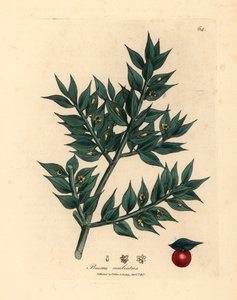 Vihreä kukkainen teurastamon luuta, Ruscus aculeatus, James Sowerbyn kasvitieteellisestä kuvituksesta William Woodvillestä ja Sir William Jackson Hookerin "Medical Botany" 1832 (käsinvärinen kuparikaiverrus) tekijältä James (after) Sowerby