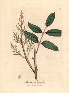 Chian-puun tai Kyproksen tärpättipuun, Pistacia terebinthusin, lehdet ja kukat James Sowerbyn kasvitieteellisestä kuvituksesta William Woodvillesta ja Sir William Jackson Hookerin teoksesta "Medical Botany" 1832 (käsinvärinen kuparilevykaiverrus) tekijältä James (after) Sowerby