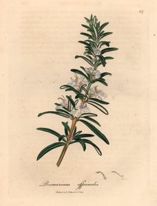 Vaaleansinikukkainen rosmariini, Rosmarinus officinalis, William Woodvillen James Sowerbyn kasvitieteellisestä kuvituksesta ja Sir William Jackson Hookerin "Medical Botany" 1832 (käsinvärinen kuparikaiverrus)