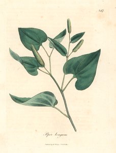 Pitkä pippuri, Piper longum, James Sowerbyn kasvitieteellisestä kuvituksesta William Woodvillesta ja Sir William Jackson Hookerin teoksesta "Medical Botany" 1832 (käsinvärinen kuparikaiverrus) tekijältä James (after) Sowerby