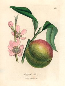 Préssec amb fruites madures i flor rosa, Amygdalus persica, a partir d