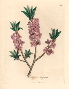 Vaaleanpunainen kukkainen mezereon, Daphne mezereum, William Woodvillen James Sowerbyn kasvitieteellisestä kuvituksesta ja Sir William Jackson Hookerin "Medical Botany" 1832 (käsinvärinen kuparikaiverrus) tekijältä James (after) Sowerby
