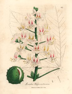 Hevoskastanjapuun, Aesculus hippocastanumin, vaaleanpunainen kukka ja hedelmä, James Sowerbyn kasvitieteellisestä kuvituksesta William Woodvillestä ja Sir William Jackson Hookerin "Medical Botany" 1832 (käsinvärinen kuparikaiverrus) tekijältä James (after) Sowerby