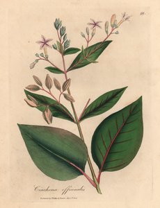 Vaaleanpunainen kukkainen perulainen kuoripuu, Cinchona officinalis, James Sowerbyn kasvitieteellisestä kuvituksesta William Woodvillestä ja Sir William Jackson Hookerin "Medical Botany" 1832 (käsinvärinen kuparikaiverrus) tekijältä James (after) Sowerby