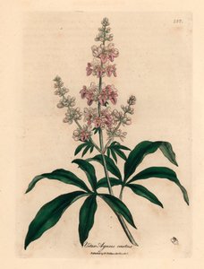 Vaaleanpunainen kukkainen puhdas puu, Vitex agnus castus, James Sowerbyn kasvitieteellisestä kuvituksesta William Woodvillestä ja Sir William Jackson Hookerin "Medical Botany" 1832 (käsinvärinen kuparikaiverrus) tekijältä James (after) Sowerby