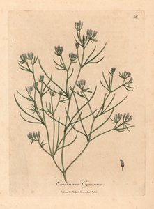 Vaaleanpunainen kukka kumina, Cuminum cyminum, William Woodvillen James Sowerbyn kasvitieteellisestä kuvituksesta ja Sir William Jackson Hookerin "Medical Botany" 1832 (käsinvärinen kuparikaiverrus) tekijältä James (after) Sowerby