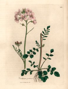Vaaleanpunainen kukkainen naisten smokki tai kukkakukka, Cardamine pratensis, William Woodvillen James Sowerbyn kasvitieteellisestä kuvituksesta ja Sir William Jackson Hookerin "Medical Botany" 1832 (käsinvärinen kuparikaiverrus) tekijältä James (after) Sowerby