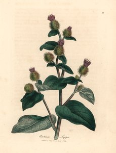 Violetti kukkainen takiainen, Arctium lappa, James Sowerbyn kasvitieteellisestä kuvituksesta William Woodvillestä ja Sir William Jackson Hookerin "Medical Botany" 1832 (käsinvärinen kuparikaiverrus) tekijältä James (after) Sowerby