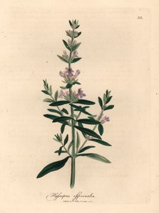 Purppurakukkainen iisoppi, Hyssopus officinalis, William Woodvillen James Sowerbyn kasvitieteellisestä kuvituksesta ja Sir William Jackson Hookerin "Medical Botany" 1832 (käsinvärinen kuparikaiverrus) tekijältä James (after) Sowerby