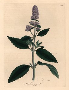 Purppurakukkainen piparminttu, Mentha piperita, James Sowerbyn kasvitieteellisestä kuvituksesta William Woodvillestä ja Sir William Jackson Hookerin "Medical Botany" 1832 (käsinvärinen kuparikaiverrus) tekijältä James (after) Sowerby