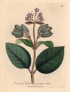 Purppurakukkainen punainen perulainen kuoripuu, Cinchona cortex peruvianus ruber, James Sowerbyn kasvitieteellisestä kuvituksesta William Woodvillesta ja Sir William Jackson Hookerin "Medical Botany" 1832 (käsinvärinen kuparikaiverrus) tekijältä James (after) Sowerby