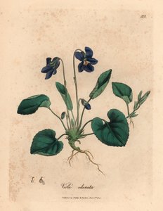 Purppurakukkainen makea orvokki, Viola odorata, James Sowerbyn kasvitieteellisestä kuvituksesta William Woodvillestä ja Sir William Jackson Hookerin "Medical Botany" 1832 (käsinvärinen kuparikaiverrus)
