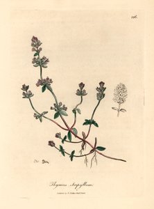 Violetti kukkainen villitimjami, Thymus serpyllum, William Woodvillen James Sowerbyn kasvitieteellisestä kuvituksesta ja Sir William Jackson Hookerin "Medical Botany" 1832 (käsinvärinen kuparikaiverrus) tekijältä James (after) Sowerby