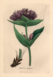 Violetti gentian, Gentiana purpurea, James Sowerbyn kasvitieteellisestä kuvituksesta William Woodvillesta ja Sir William Jackson Hookerin "Medical Botany" 1832 (käsinvärinen kuparikaiverrus) tekijältä James (after) Sowerby