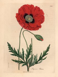 Punainen tai maissi unikko, Papaver rhoeas, James Sowerbyn kasvitieteellisestä kuvituksesta William Woodvillestä ja Sir William Jackson Hookerin "Medical Botany" 1832 (käsinvärinen kuparikaiverrus) tekijältä James (after) Sowerby