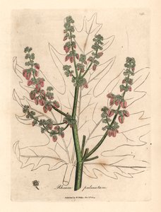 Rubarberin kukkia ja varsi, lehtien ääriviivat, Rheum palmatum, James Sowerbyn kasvitieteellisestä kuvituksesta William Woodvillesta ja Sir William Jackson Hookerin "Medical Botany" 1832 (käsinvärinen kuparikaiverrus) tekijältä James (after) Sowerby