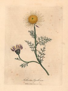 Valkoinen ja keltainen espanjalainen kamomilla, Anthemis pyrethrum, William Woodvillen James Sowerbyn kasvitieteellisestä kuvituksesta ja Sir William Jackson Hookerin "Medical Botany" 1832 (käsinvärinen kuparikaiverrus) tekijältä James (after) Sowerby