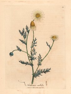Valko- ja keltakukkainen kamomilla, Anthemis nobilis, James Sowerbyn kasvitieteellisestä kuvituksesta William Woodvillestä ja Sir William Jackson Hookerin "Medical Botany" 1832 (käsinvärinen kuparikaiverrus) tekijältä James (after) Sowerby