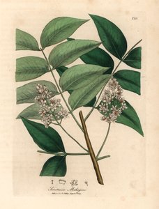 Valkoinen kukkiva mahonkipuu, Swietenia mahogani, James Sowerbyn kasvitieteellisestä kuvituksesta William Woodvillestä ja Sir William Jackson Hookerin "Medical Botany" 1832 (käsinvärinen kuparikaiverrus) tekijältä James (after) Sowerby