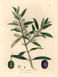 Valkoinen kukkainen eurooppalainen oliivipuu hedelmillä, Olea europaea, James Sowerbyn kasvitieteellisestä kuvituksesta William Woodvillestä ja Sir William Jackson Hookerin "Medical Botany" 1832 (käsinvärinen kuparikaiverrus) tekijältä James (after) Sowerby